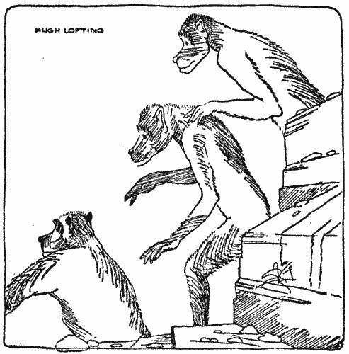 "A party of baboons were the first to enter it"