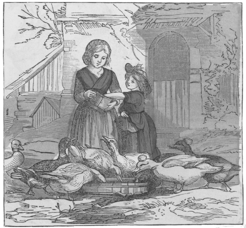 the other fowls got hardly any food