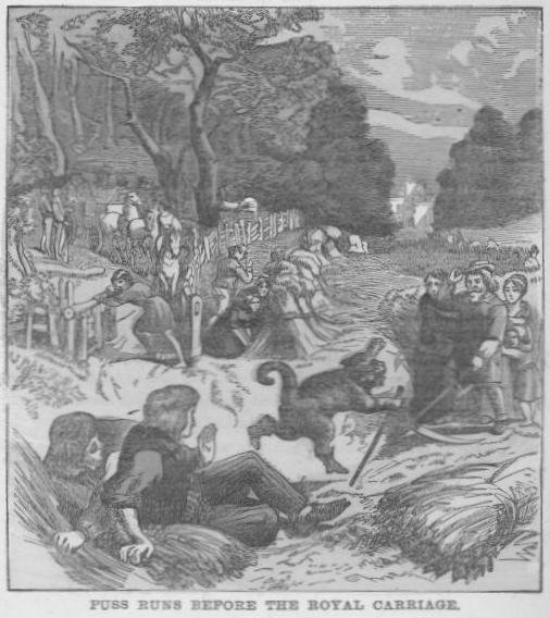 Puss runs before the Royal carriage.