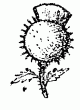 Thistle