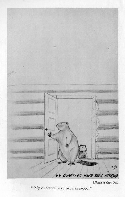 "My quarters have been invaded." <I>Sketch by Grey Owl.</I>