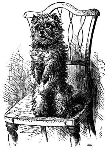 Mother Hubbard's dog.