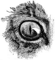 cat's eye with pupil closed.