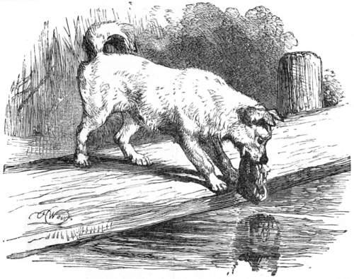 Dog looking at its reflection in water.