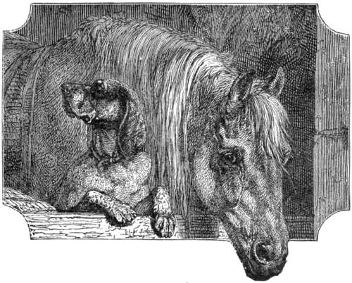 Hector the dog and Ben the horse.