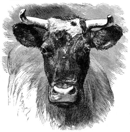 A cow.