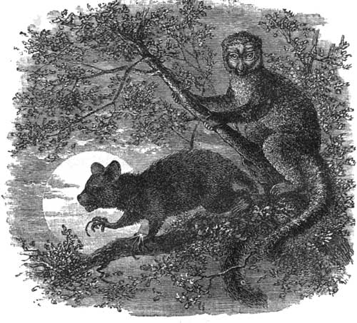 The Aye-Aye and a Lemur in the forests of Madagascar.