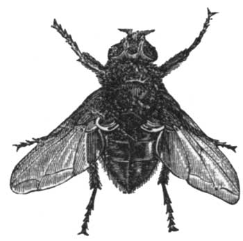 The Blue-Bottle Fly.