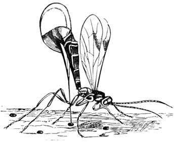 The Ichneumon-Fly.