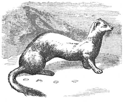 The Ermine in Winter Dress.