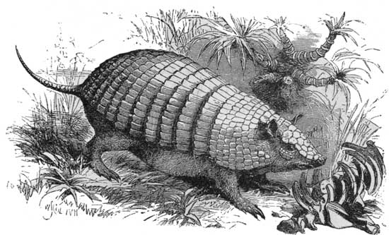 The Armadillo.