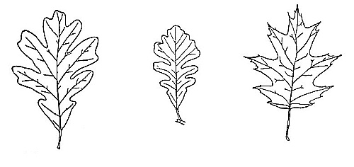 White oak&mdash;Bur oak&mdash;Red oak