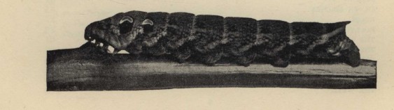 Elephant hawk caterpillar