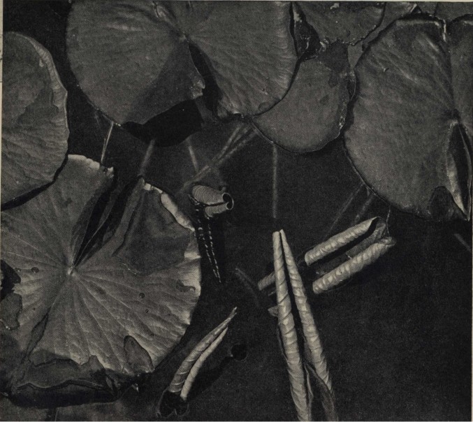 Lily leaves