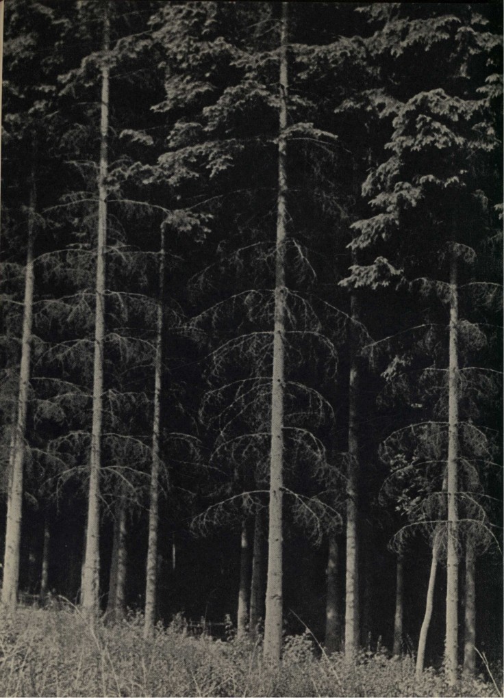 The edge of the wood