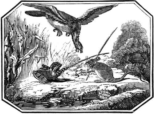 THE KING
    OF THE FEN.