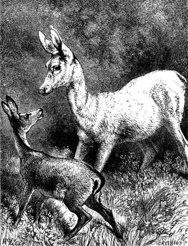 THE FAWN AND HER MOTHER.