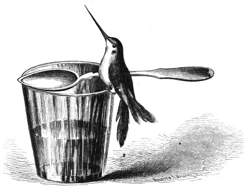 he would stoop over and dip his bill in the
water in the tumbler
